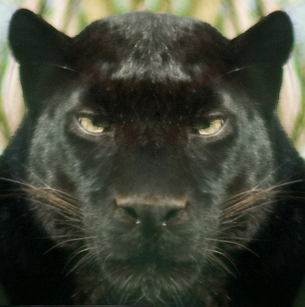 Blackpanther - 30.jpg